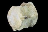 Fossil Whale Caudal Vertebra - South Carolina #137572-3